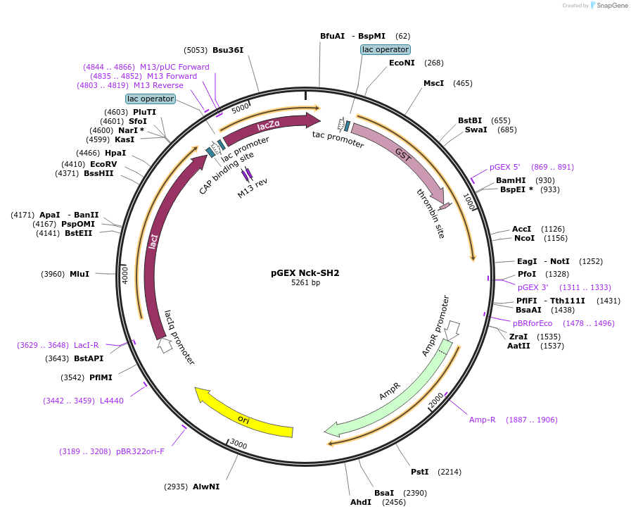 46457-plasmid-map-sequence-id-65635