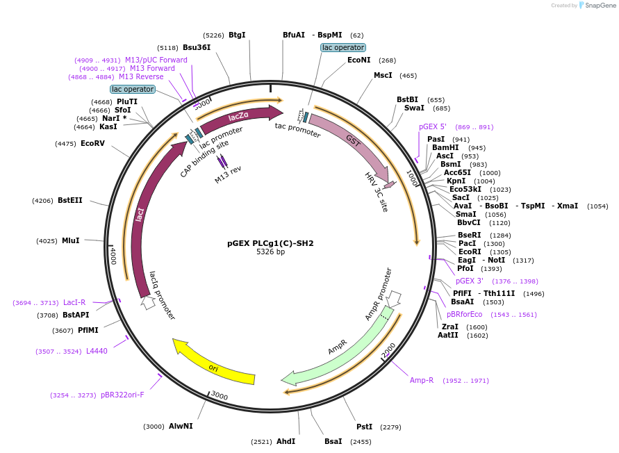 46469-plasmid-map-sequence-id-65659