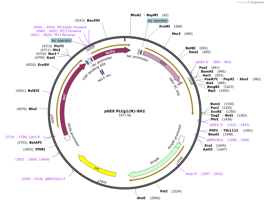 46470-plasmid-map-sequence-id-65661