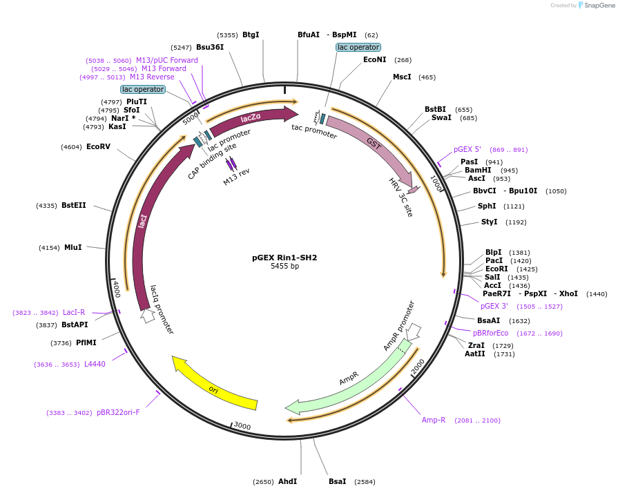 46474-plasmid-map-sequence-id-65669