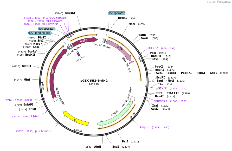 46479-plasmid-map-sequence-id-65679