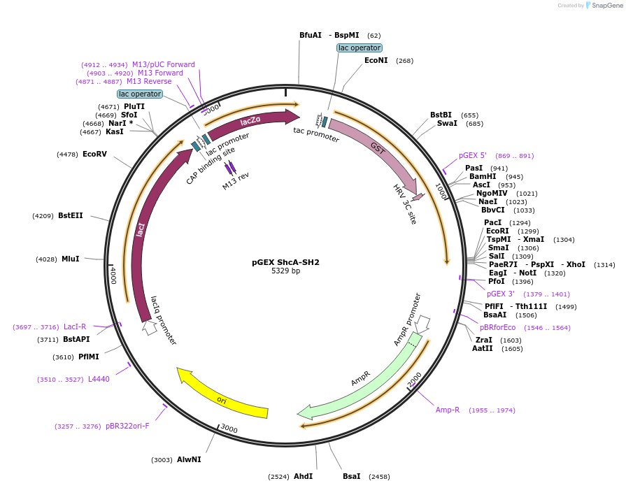 46486-plasmid-map-sequence-id-65692