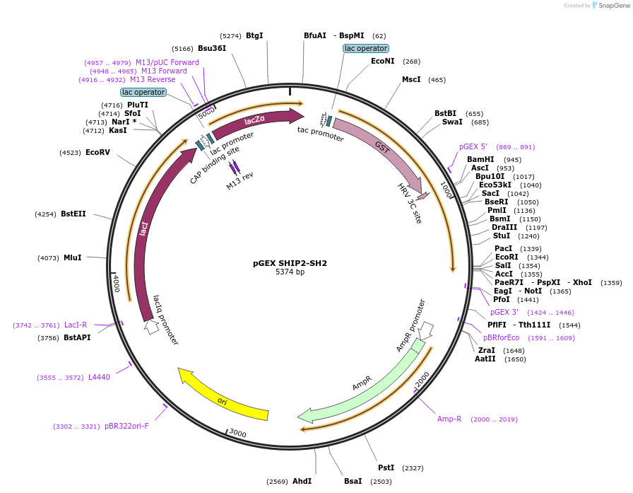 46493-plasmid-map-sequence-id-65706