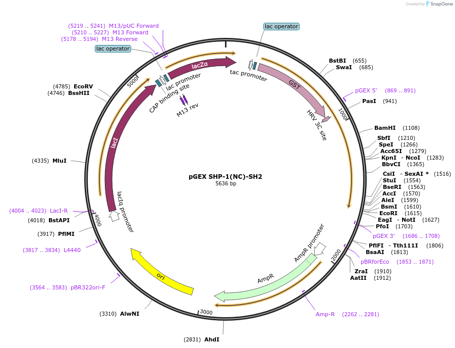 46496-plasmid-map-sequence-id-65712