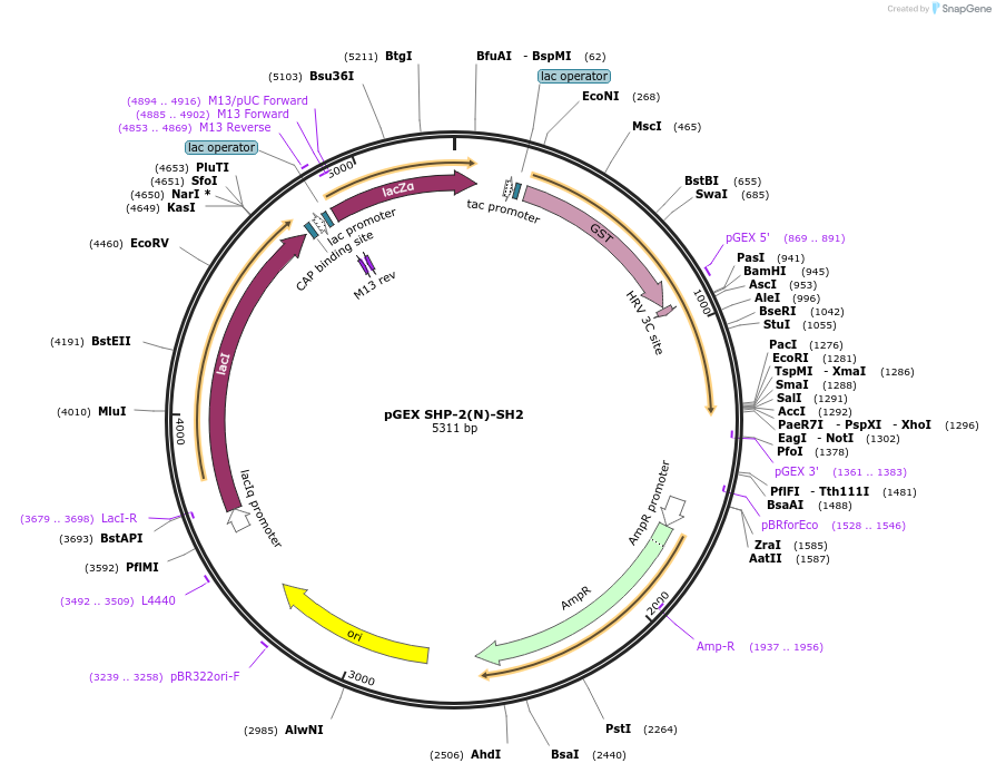 46498-plasmid-map-sequence-id-65716