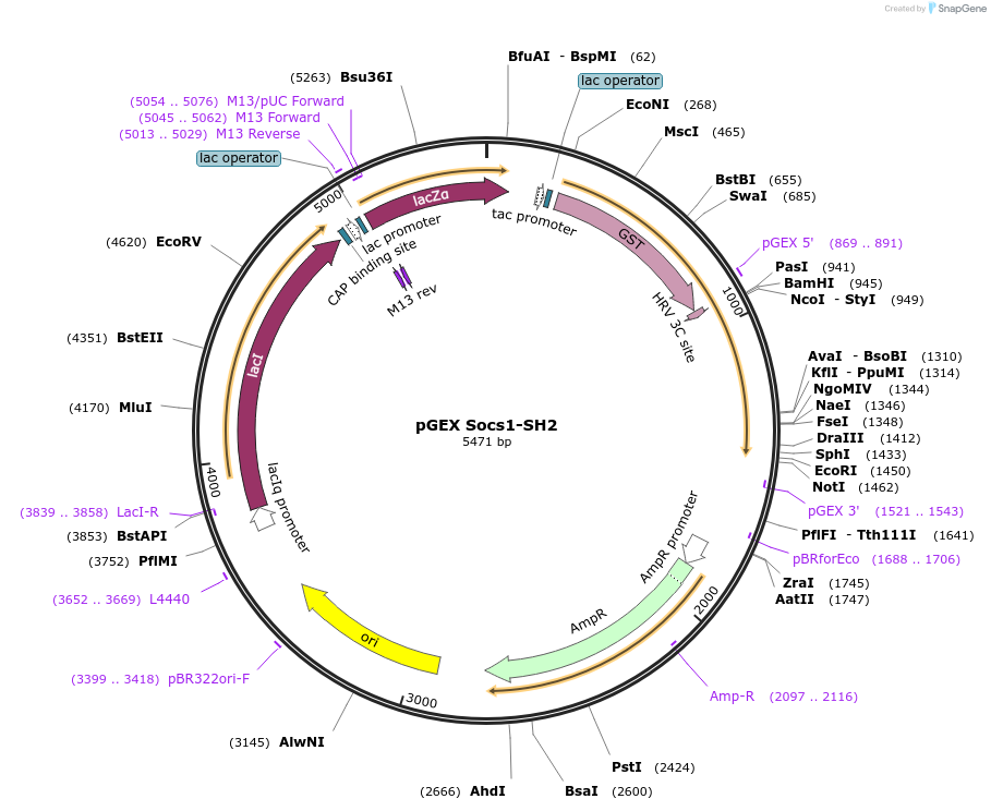 46504-plasmid-map-sequence-id-65728