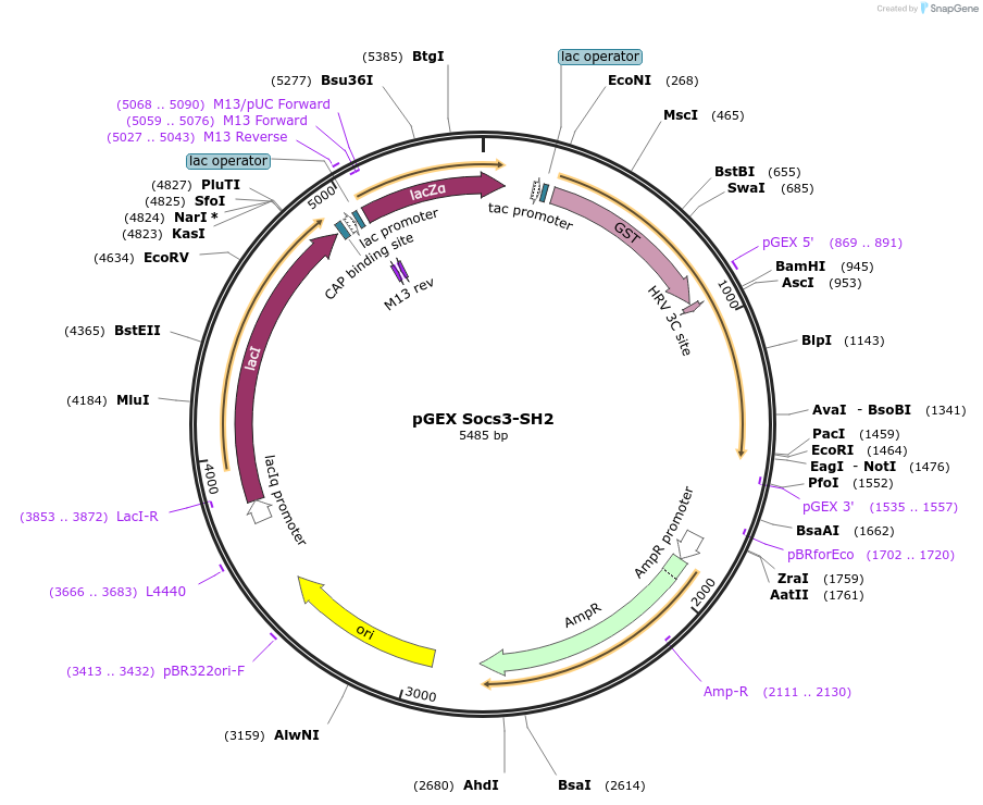 46506-plasmid-map-sequence-id-65732