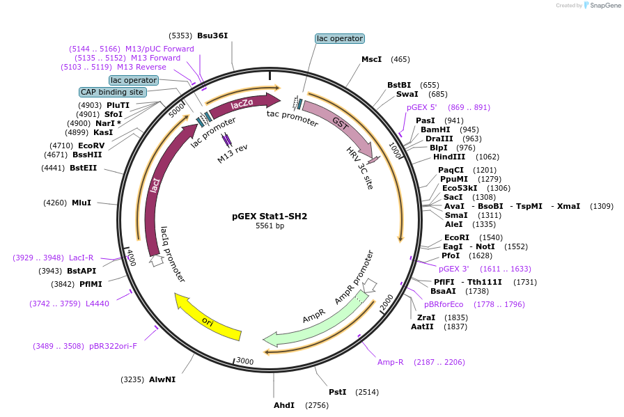46511-plasmid-map-sequence-id-65742