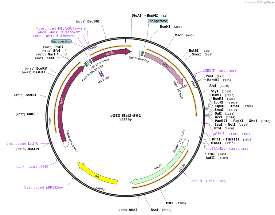 46513-plasmid-map-sequence-id-65746