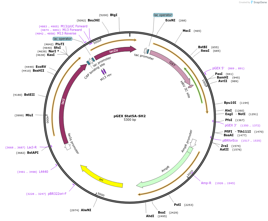 46515-plasmid-map-sequence-id-65750