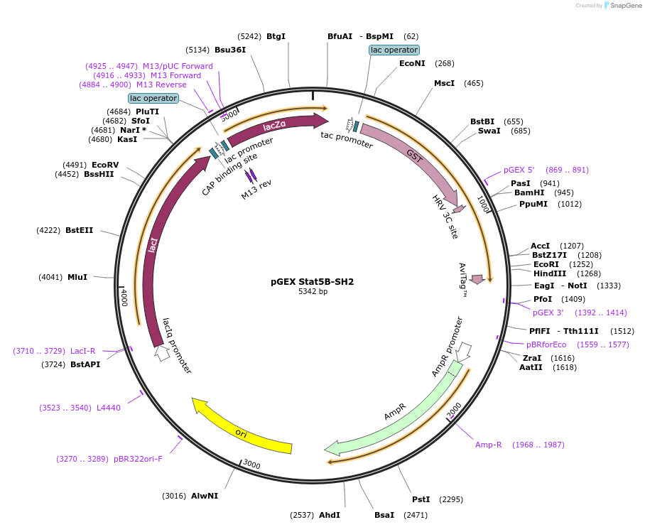 46516-plasmid-map-sequence-id-65752