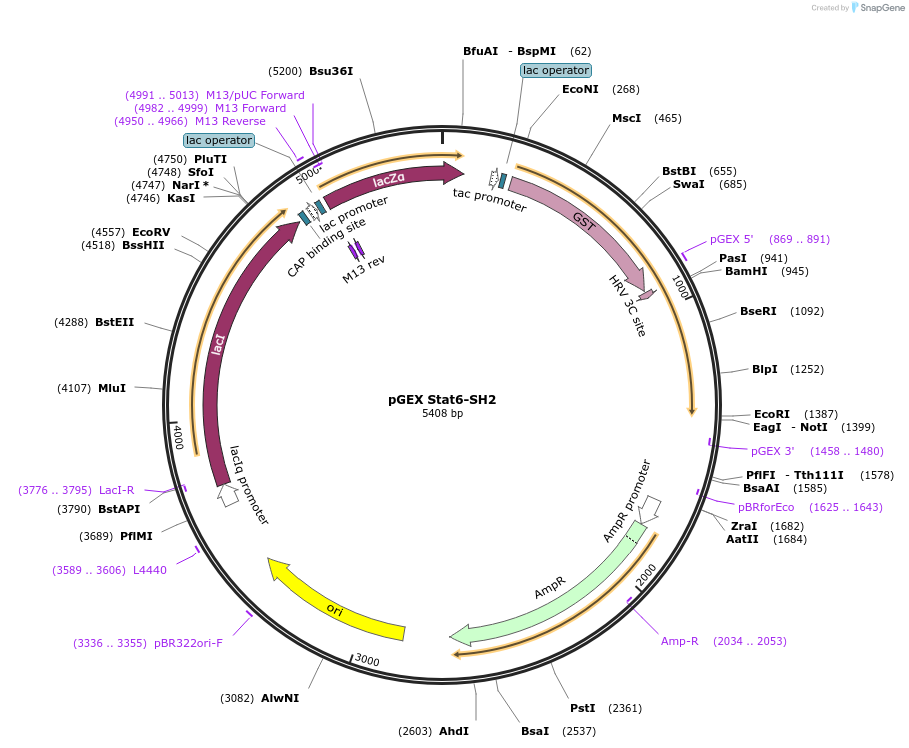 46517-plasmid-map-sequence-id-65754