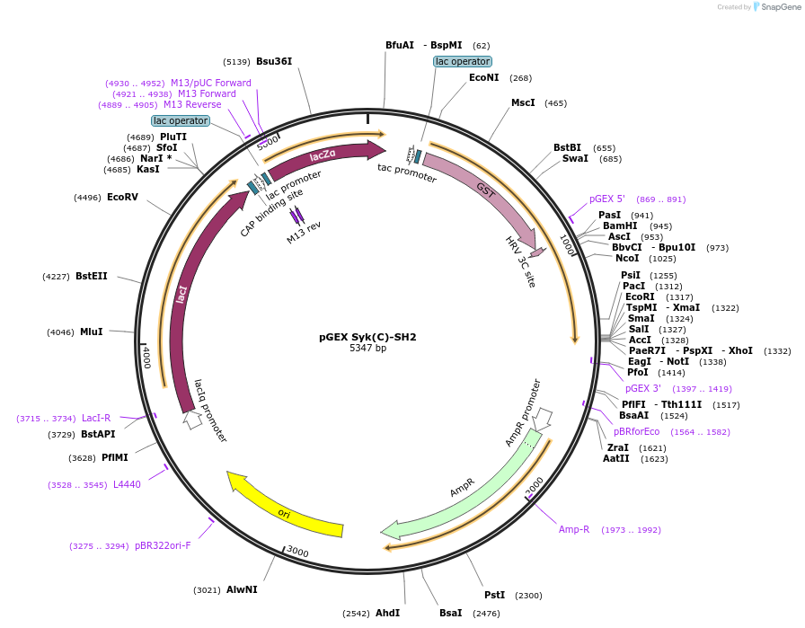 46519-plasmid-map-sequence-id-65758