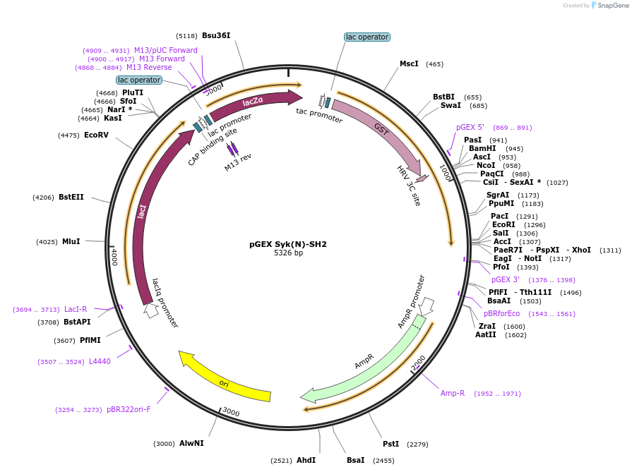 46520-plasmid-map-sequence-id-65760