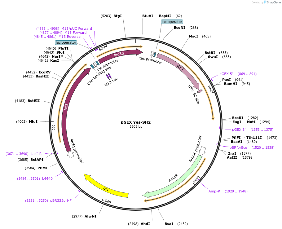 46532-plasmid-map-sequence-id-65784