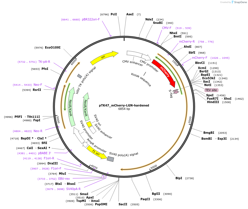 46347-plasmid-map-sequence-id-65816