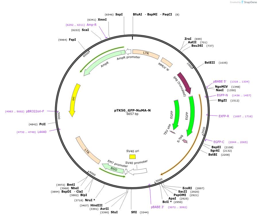 46348-plasmid-map-sequence-id-65825
