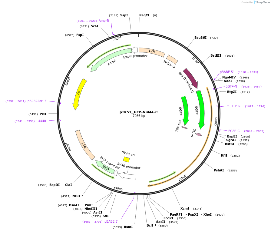 46349-plasmid-map-sequence-id-65826