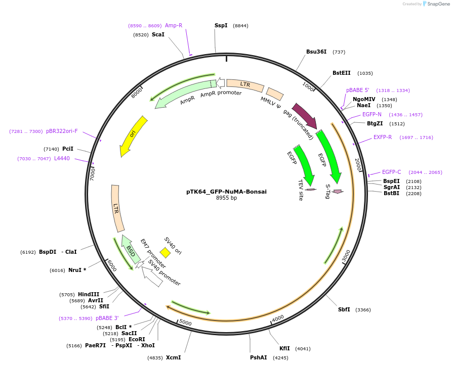 46351-plasmid-map-sequence-id-65828