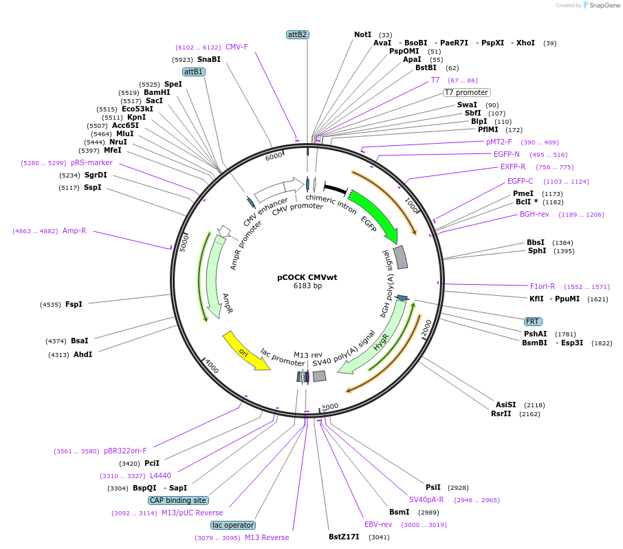 46559-plasmid-map-sequence-id-65831