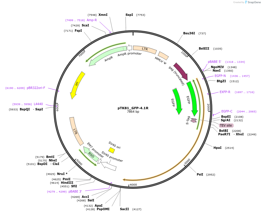 46352-plasmid-map-sequence-id-65984