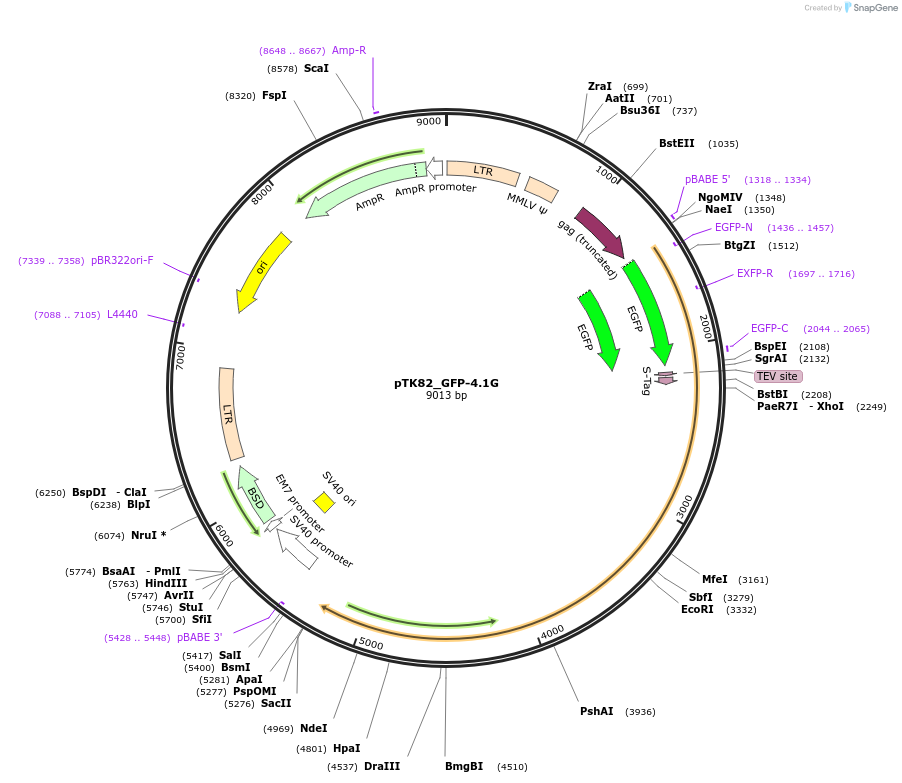 46353-plasmid-map-sequence-id-65985