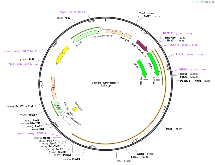 46354-plasmid-map-sequence-id-65986