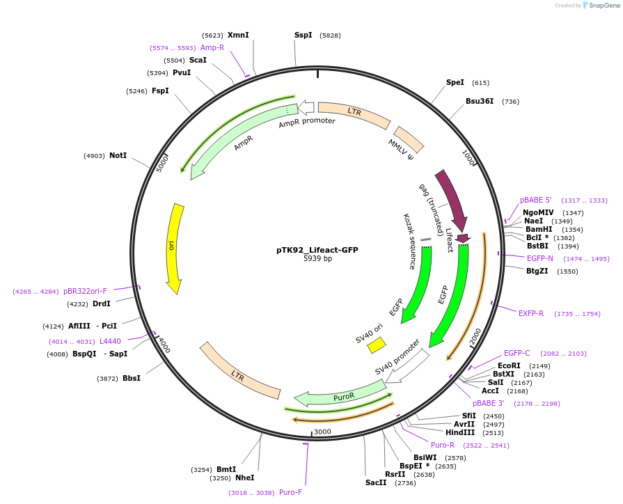 46356-plasmid-map-sequence-id-65988