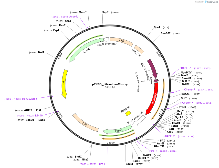 46357-plasmid-map-sequence-id-65989