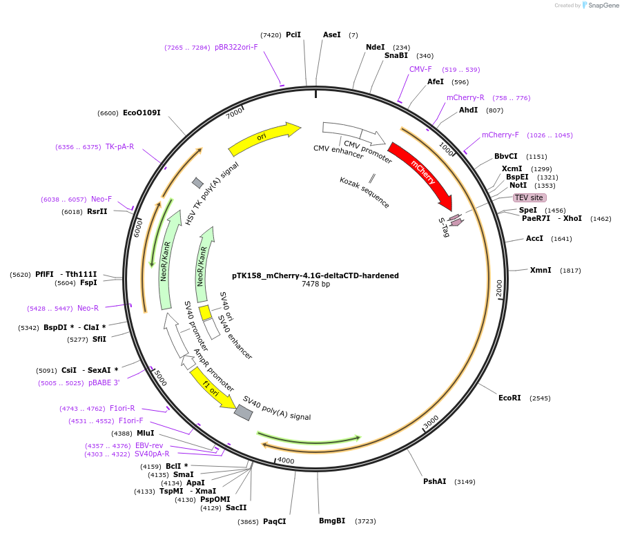 46360-plasmid-map-sequence-id-65992