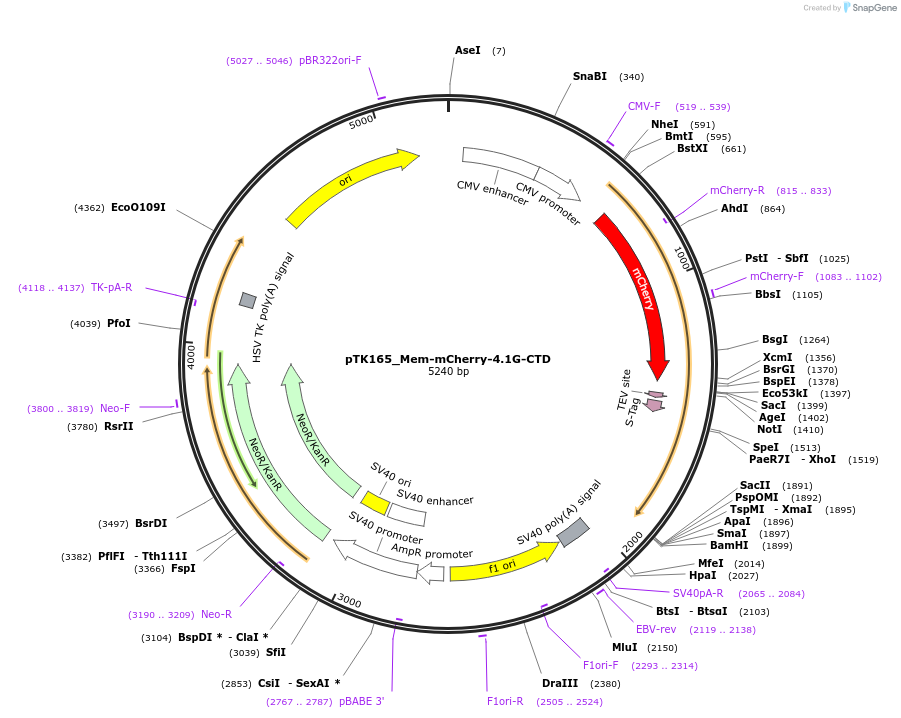 46362-plasmid-map-sequence-id-65994