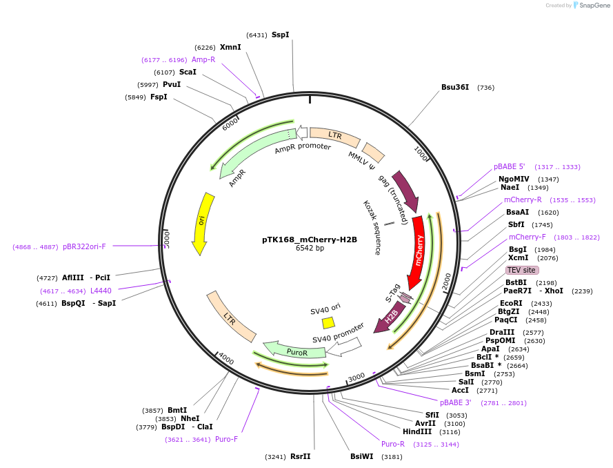 46363-plasmid-map-sequence-id-65995