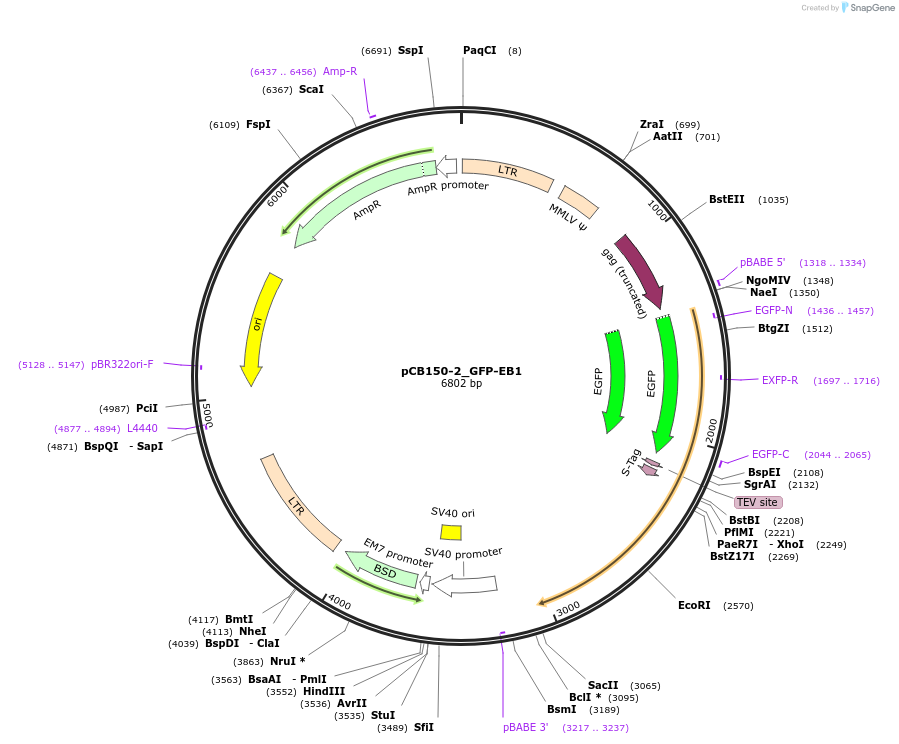 46364-plasmid-map-sequence-id-65997