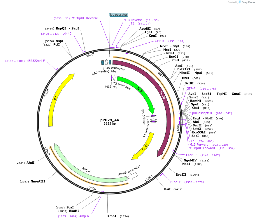 1455-plasmid-map-sequence-id-66