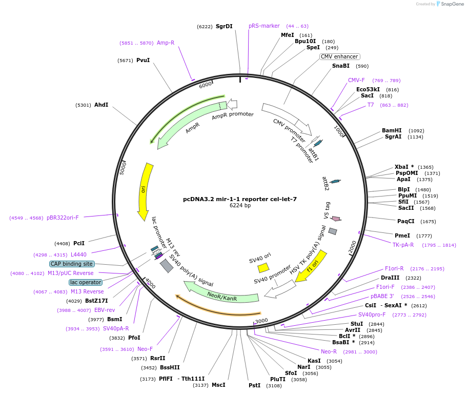 46648-plasmid-map-sequence-id-66012