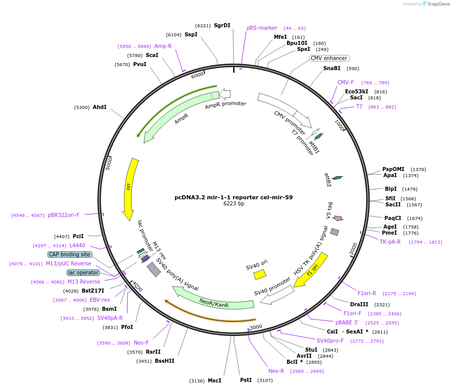 46657-plasmid-map-sequence-id-66021