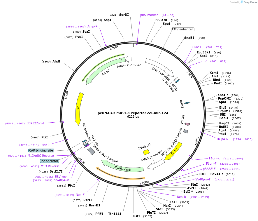 46659-plasmid-map-sequence-id-66023