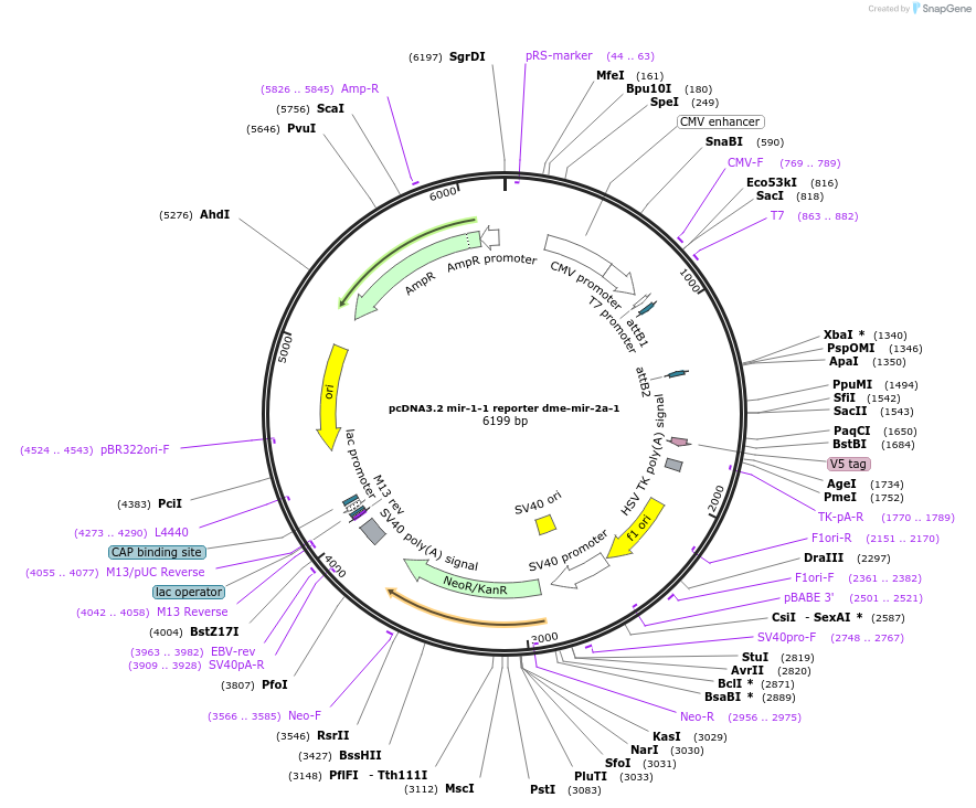 46664-plasmid-map-sequence-id-66028