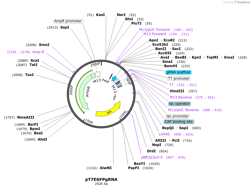 46760-plasmid-map-sequence-id-66217