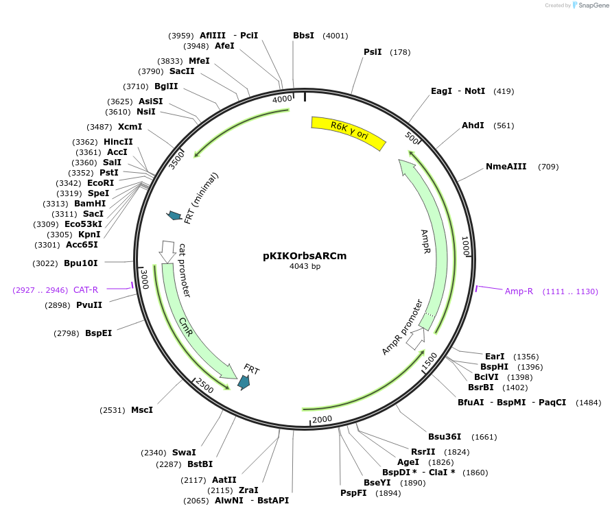 46765-plasmid-map-sequence-id-66221
