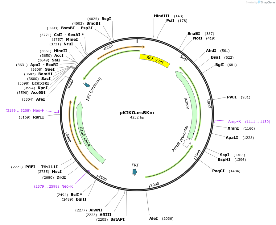 46766-plasmid-map-sequence-id-66222