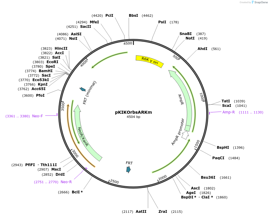 46768-plasmid-map-sequence-id-66224