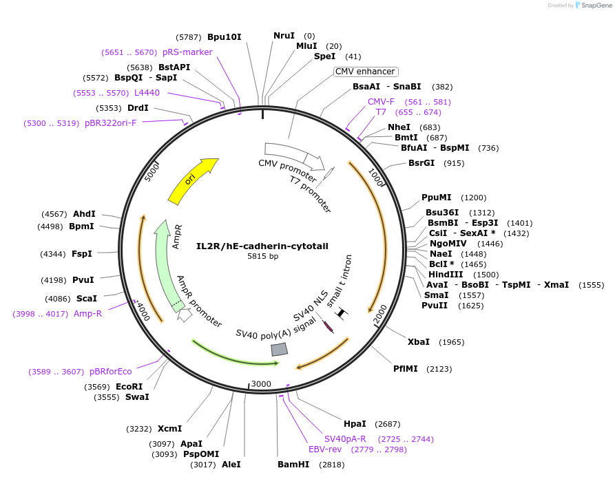 45773-plasmid-map-sequence-id-66225