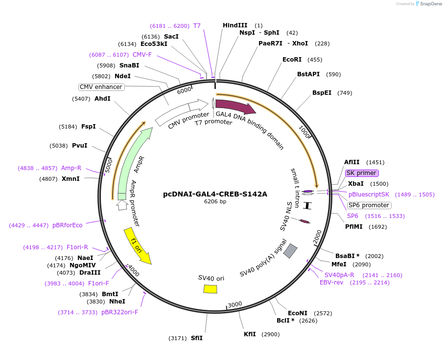 46771-plasmid-map-sequence-id-66241