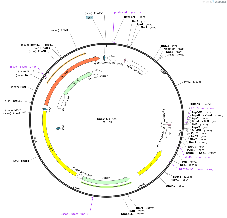 46813-plasmid-map-sequence-id-66298