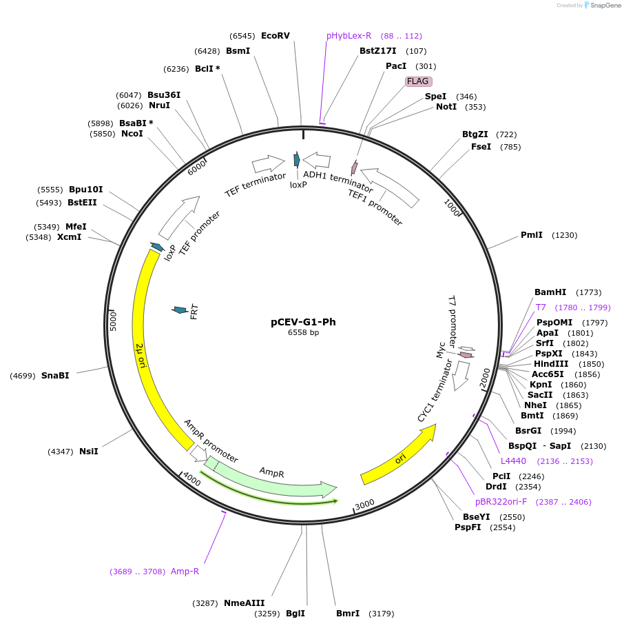 46814-plasmid-map-sequence-id-66299