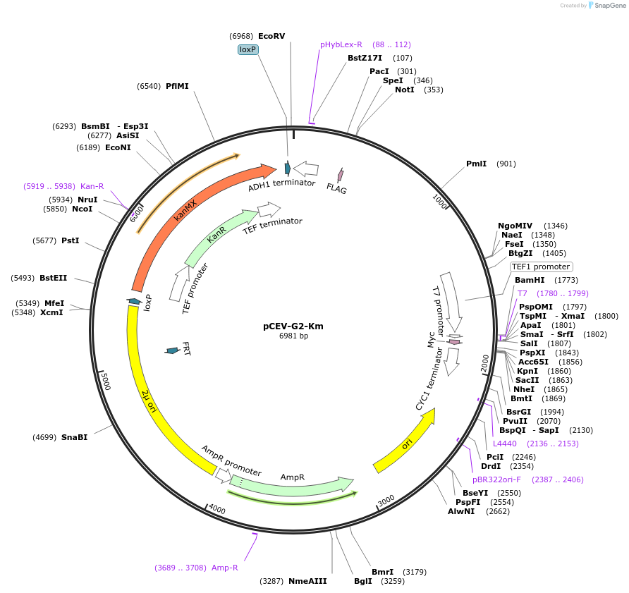 46815-plasmid-map-sequence-id-66300