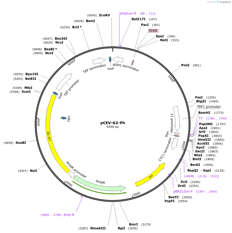 46816-plasmid-map-sequence-id-66301