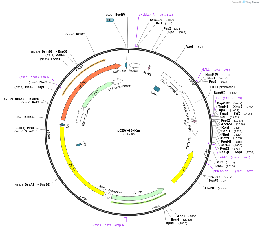 46817-plasmid-map-sequence-id-66302