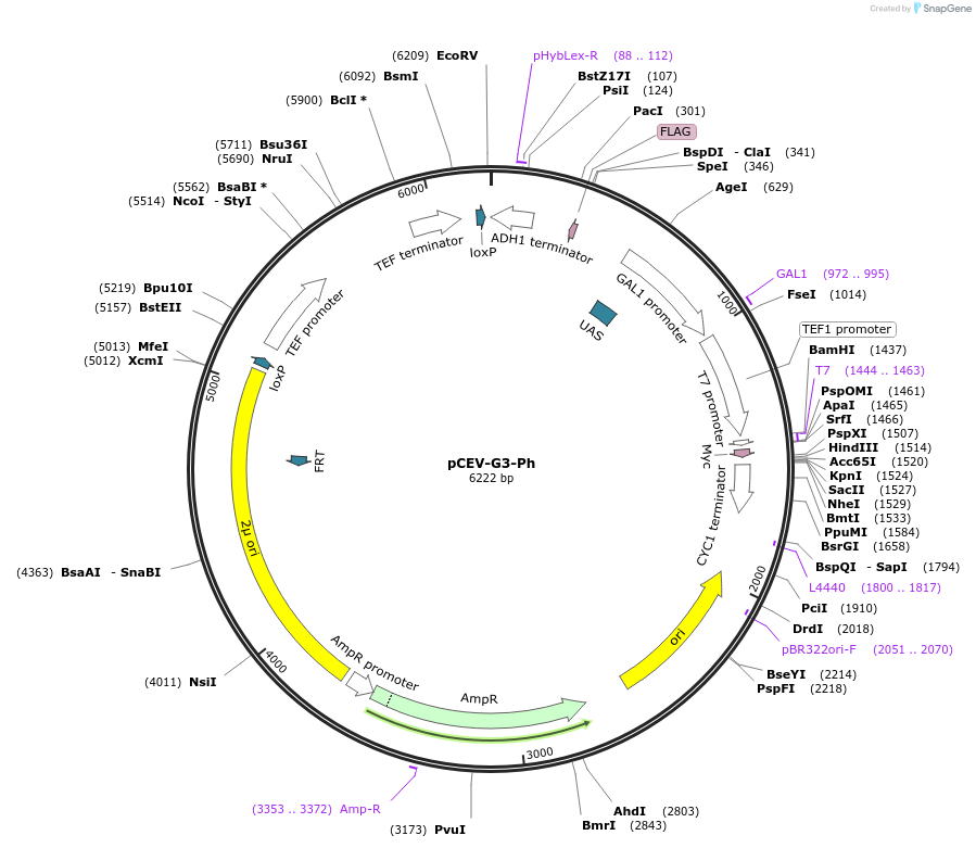 46818-plasmid-map-sequence-id-66303